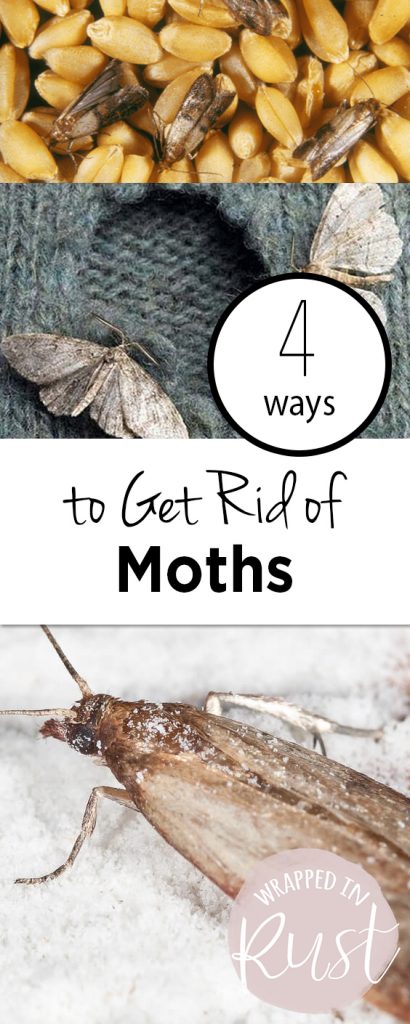 4 Ways to Get Rid of Moths - Wrapped in Rust