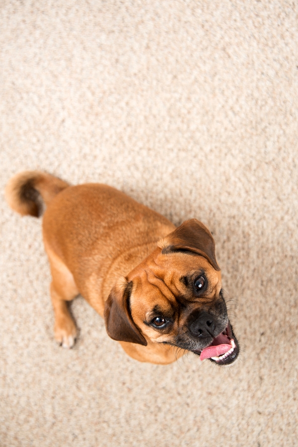 carpet cleaning hacks