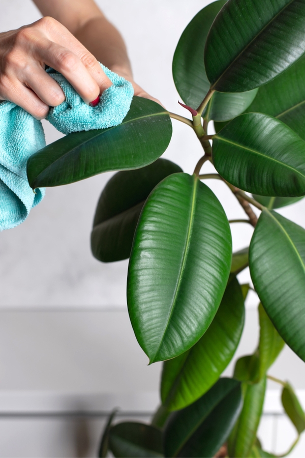 I've decided to share my January cleaning checklist with you. Do your houseplants a favor and dust them off with a soft microfiber cloth.